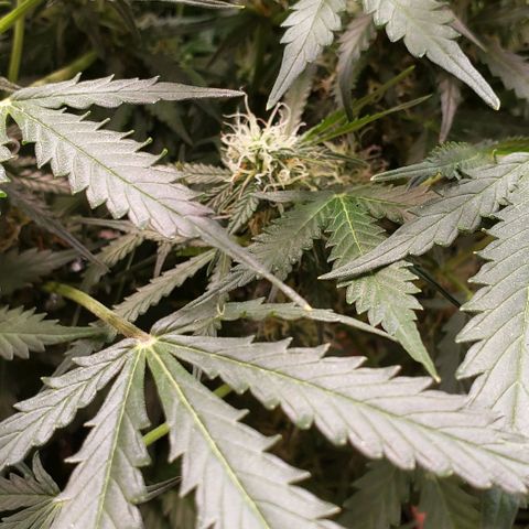 Grape Ape growlog photo: #1
