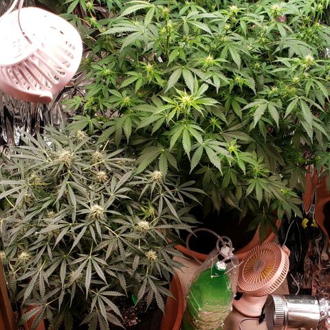 Grape Ape growlog photo: #1+#2