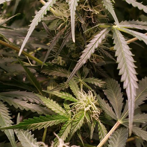 Grape Ape growlog photo: #1