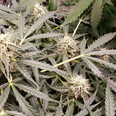 Grape Ape growlog photo: #1
