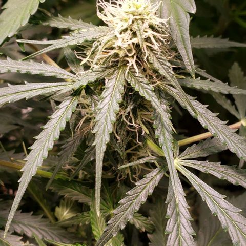 Grape Ape growlog photo: #1