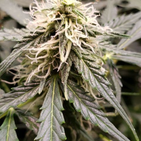 Grape Ape growlog photo: #1