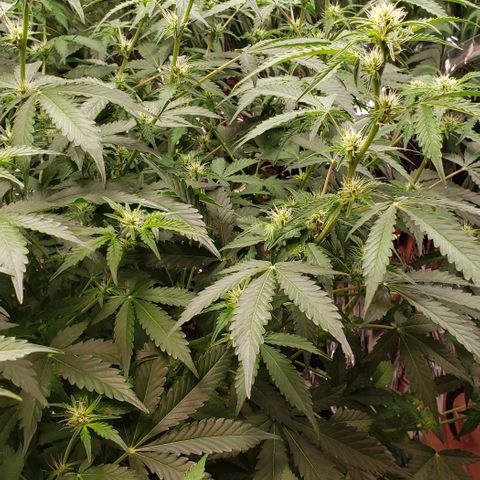 Grape Ape growlog photo: #2