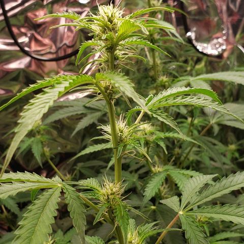 Grape Ape growlog photo: #2