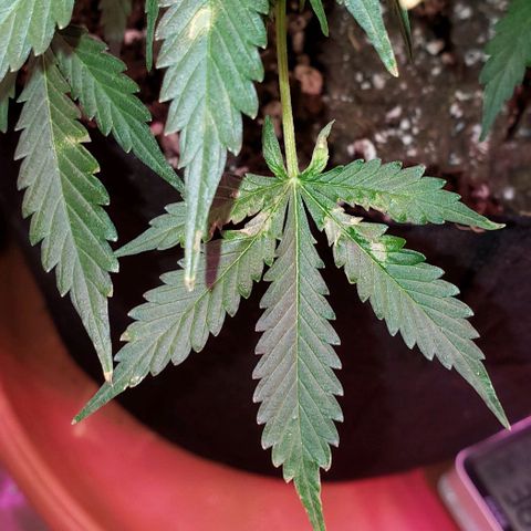 Grape Ape growlog timeline photo