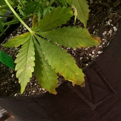 Grape Ape growlog timeline photo