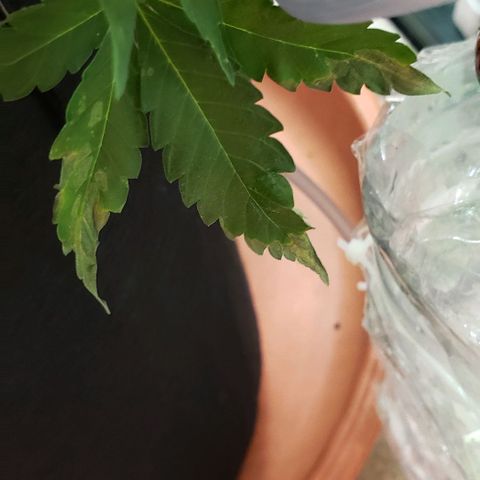 Grape Ape growlog timeline photo