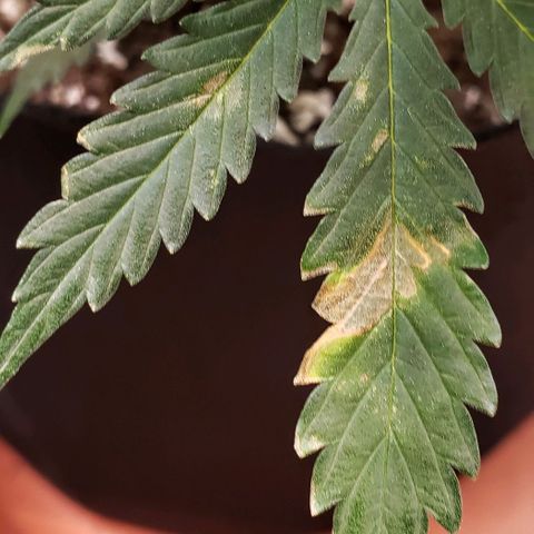 Grape Ape growlog timeline photo