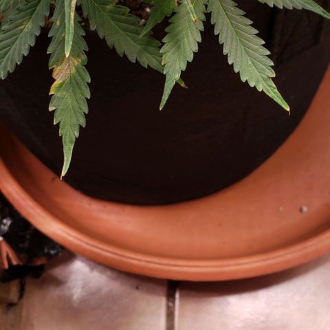 Grape Ape growlog timeline photo