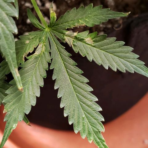 Grape Ape growlog timeline photo
