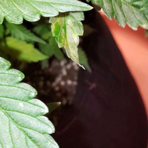 Grape Ape growlog timeline photo