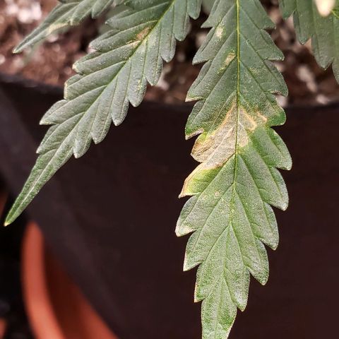 Grape Ape growlog timeline photo