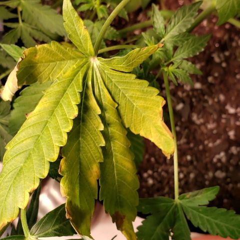 Grape Ape growlog timeline photo