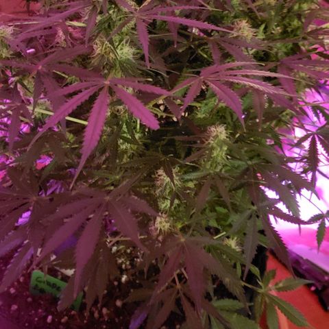 Grape Ape growlog photo: #1