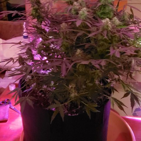 Grape Ape growlog photo: #1