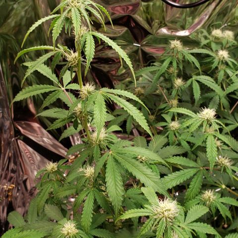 Grape Ape growlog photo: #2 the big one 