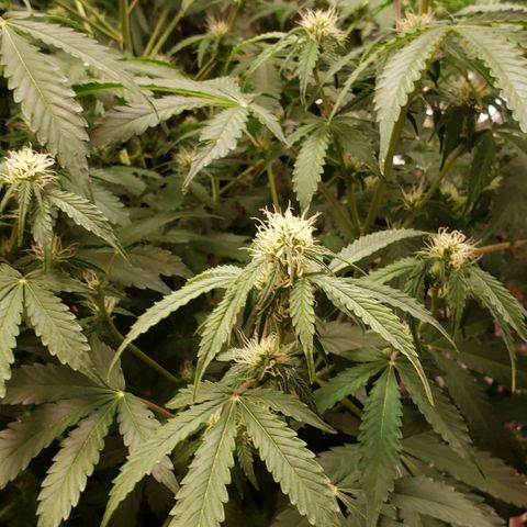 Grape Ape growlog photo: #2 the big one 