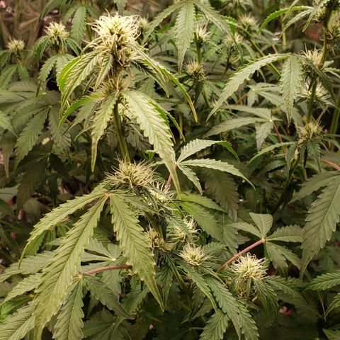 Grape Ape growlog photo: #2 the big one 