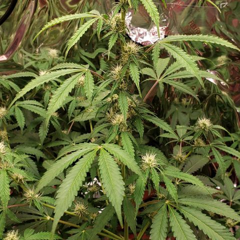 Grape Ape growlog photo: #2 the big one 