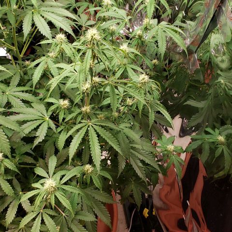 Grape Ape growlog photo: #2 the big one 