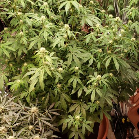 Grape Ape growlog photo: #2 the big one 