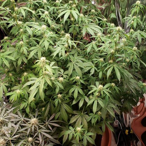Grape Ape growlog photo: #2 the big one 