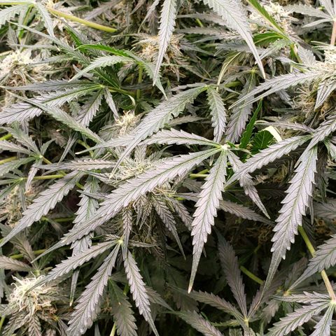 Grape Ape growlog photo: #1 small one