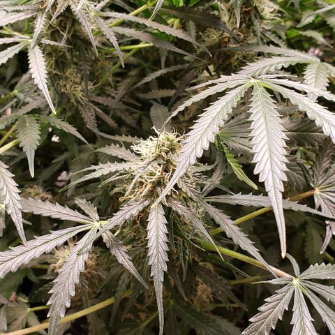 Grape Ape growlog photo: #1 small one