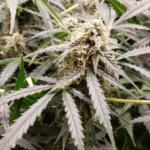 Grape Ape growlog photo: #1 small one