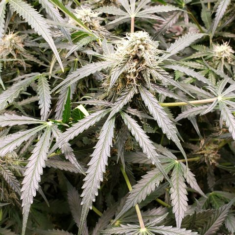 Grape Ape growlog photo: #1 small one
