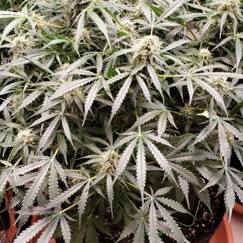 Grape Ape growlog photo: #1 small one