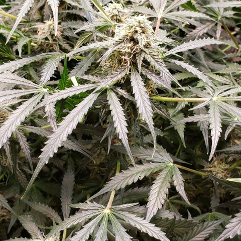 Grape Ape growlog photo: #1 small one