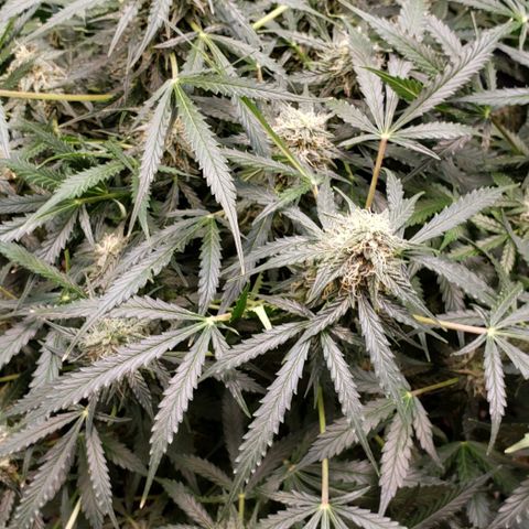 Grape Ape growlog photo: #1 small one