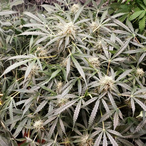Grape Ape growlog photo: #1 small one