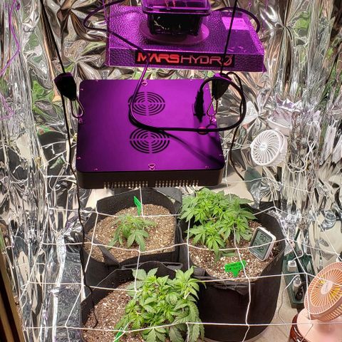 Grape Ape growlog timeline photo