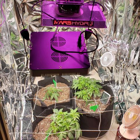 Grape Ape growlog timeline photo