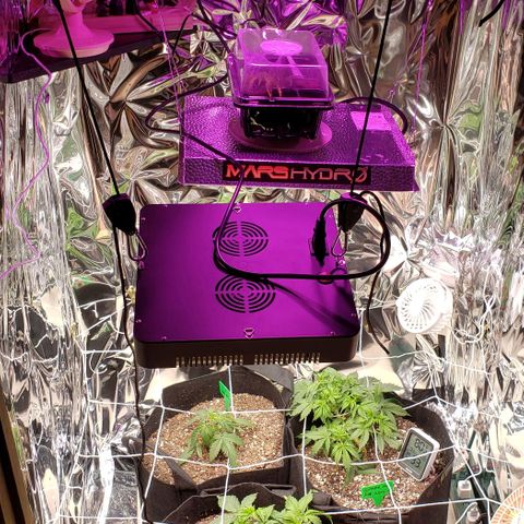 Grape Ape growlog timeline photo