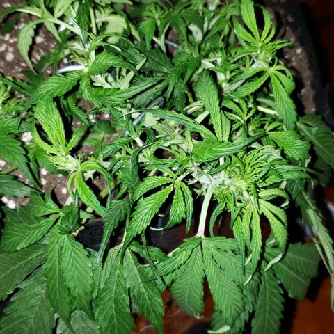 Grape Ape growlog timeline photo