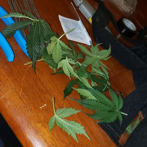 Grape Ape growlog timeline photo