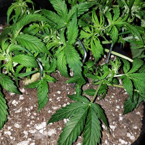 Grape Ape growlog timeline photo