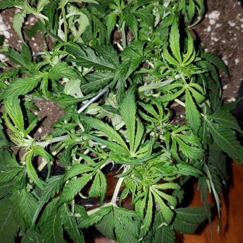 Grape Ape growlog timeline photo