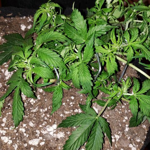 Grape Ape growlog timeline photo
