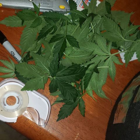 Grape Ape growlog timeline photo