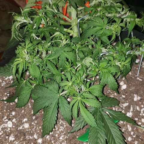 Grape Ape growlog timeline photo