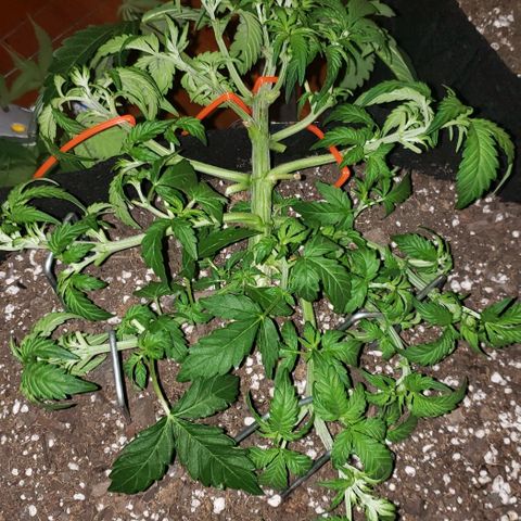 Grape Ape growlog timeline photo