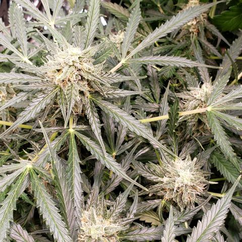 Grape Ape growlog timeline photo