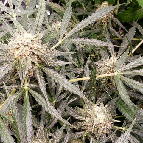 Grape Ape growlog timeline photo