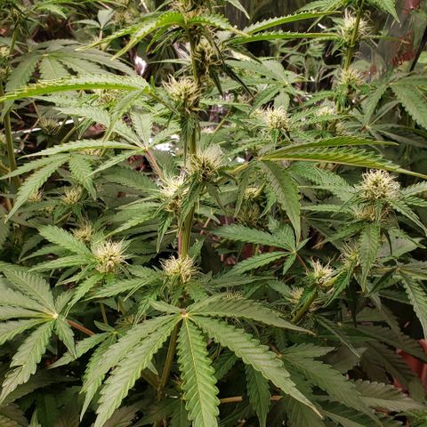 Grape Ape growlog timeline photo
