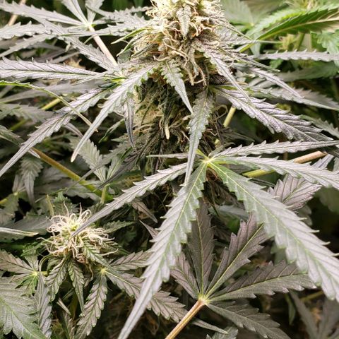 Grape Ape growlog timeline photo