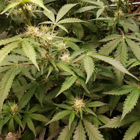 Grape Ape growlog timeline photo